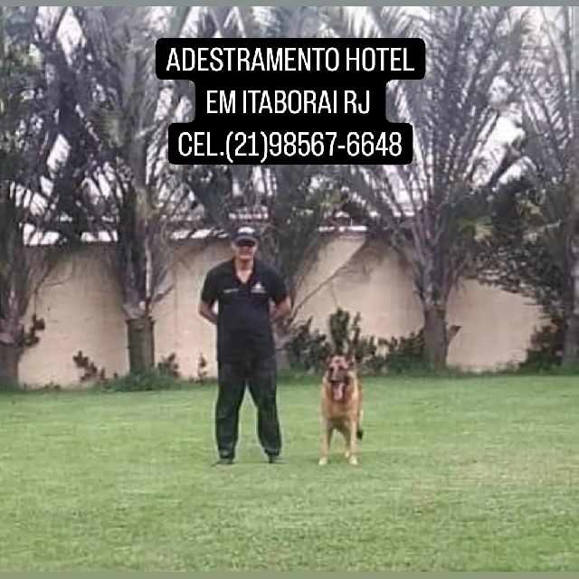 Foto 1 - Adestramento hotel